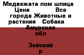 Медвежата пом шпица › Цена ­ 40 000 - Все города Животные и растения » Собаки   . Амурская обл.,Зейский р-н